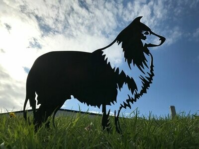 collie