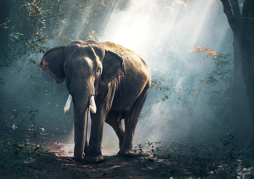 Elephant3D-Slider